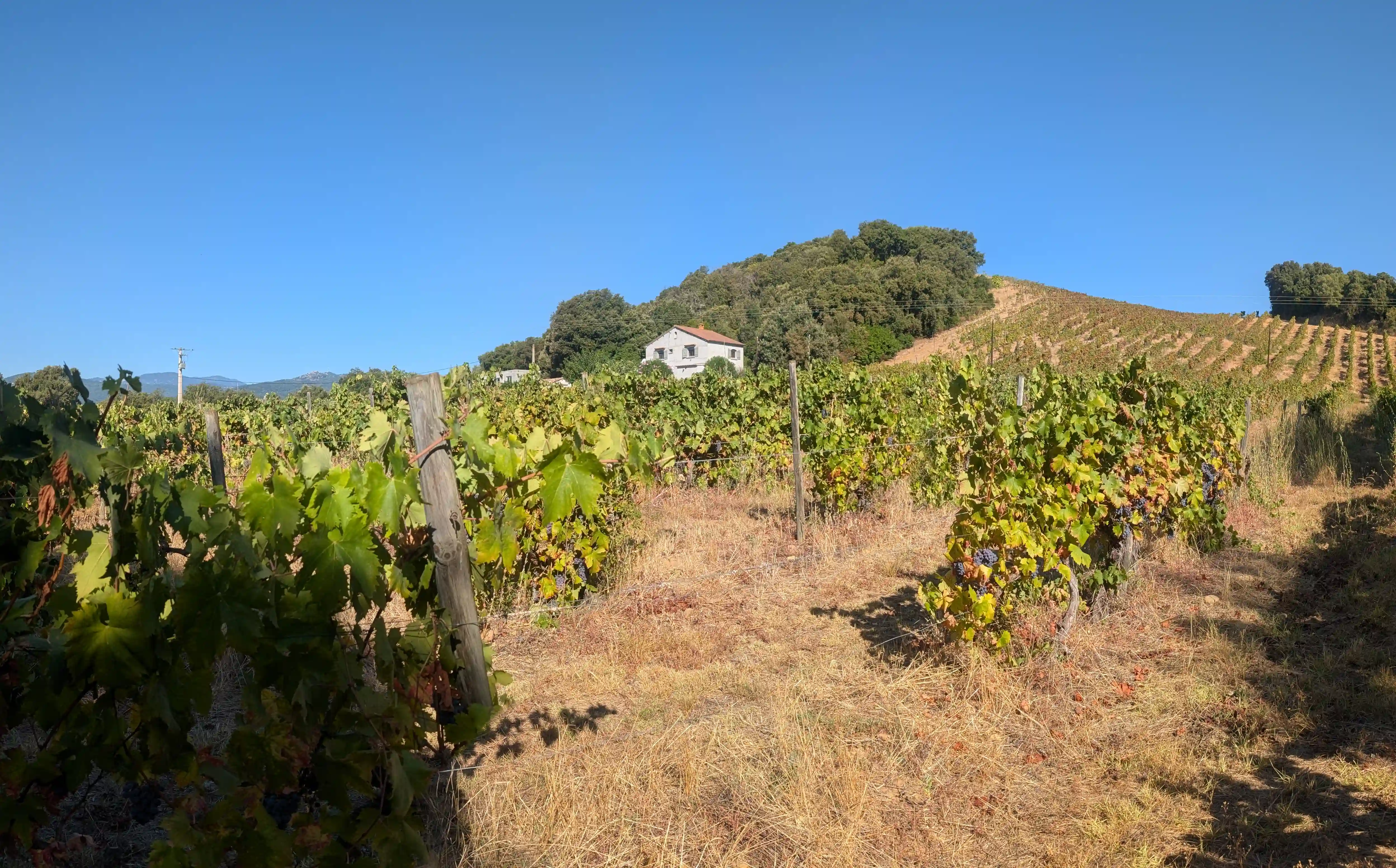 E-Cabane est Entourée de Vignes et de Maquis Corse